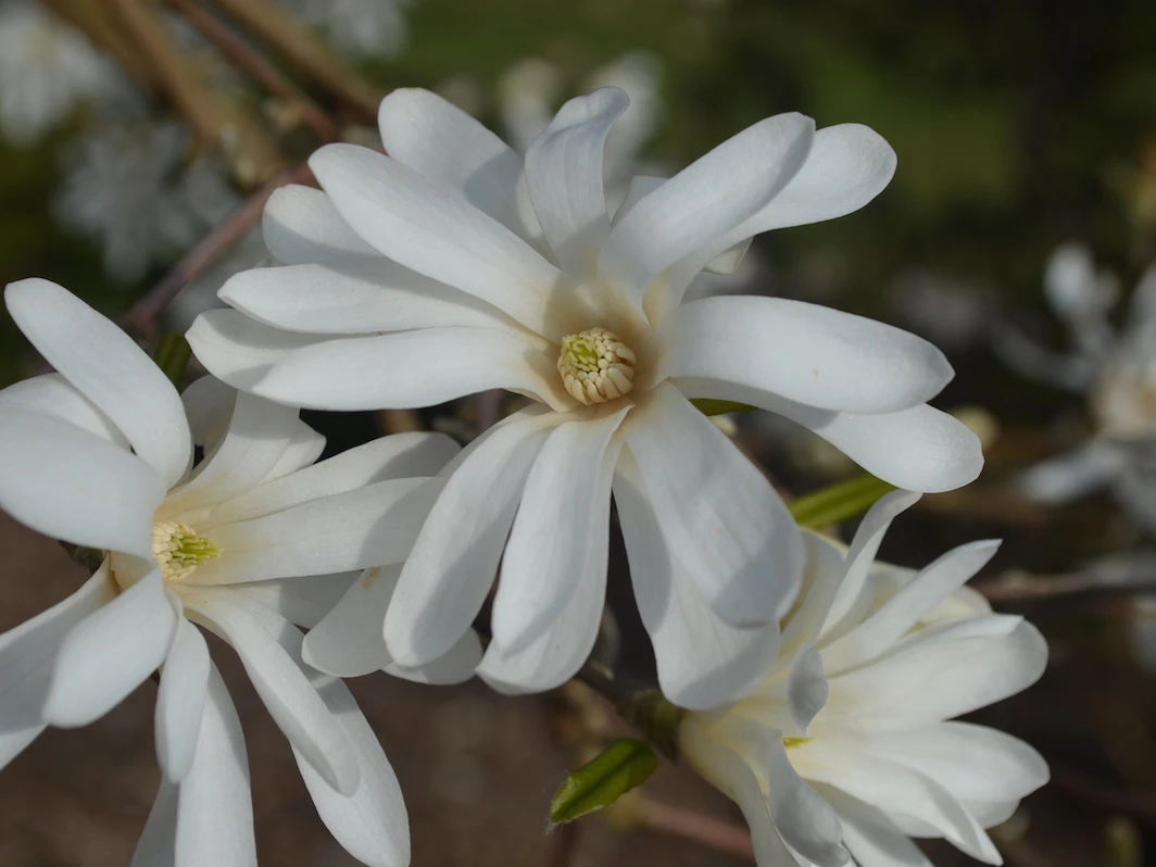 stellata
